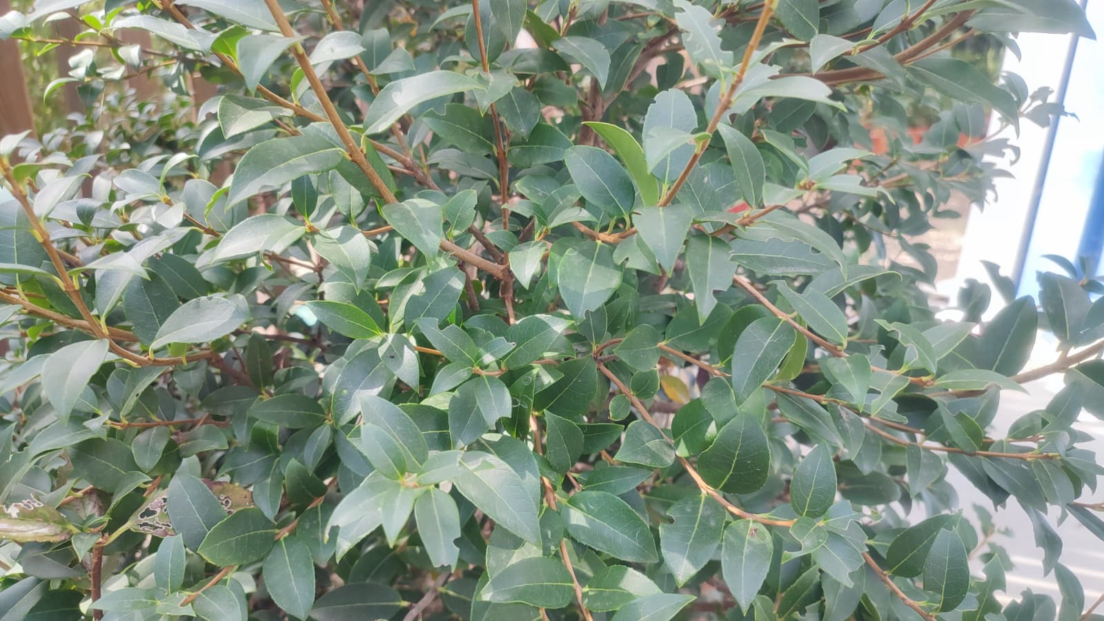 Osmanthus-burkwoodii