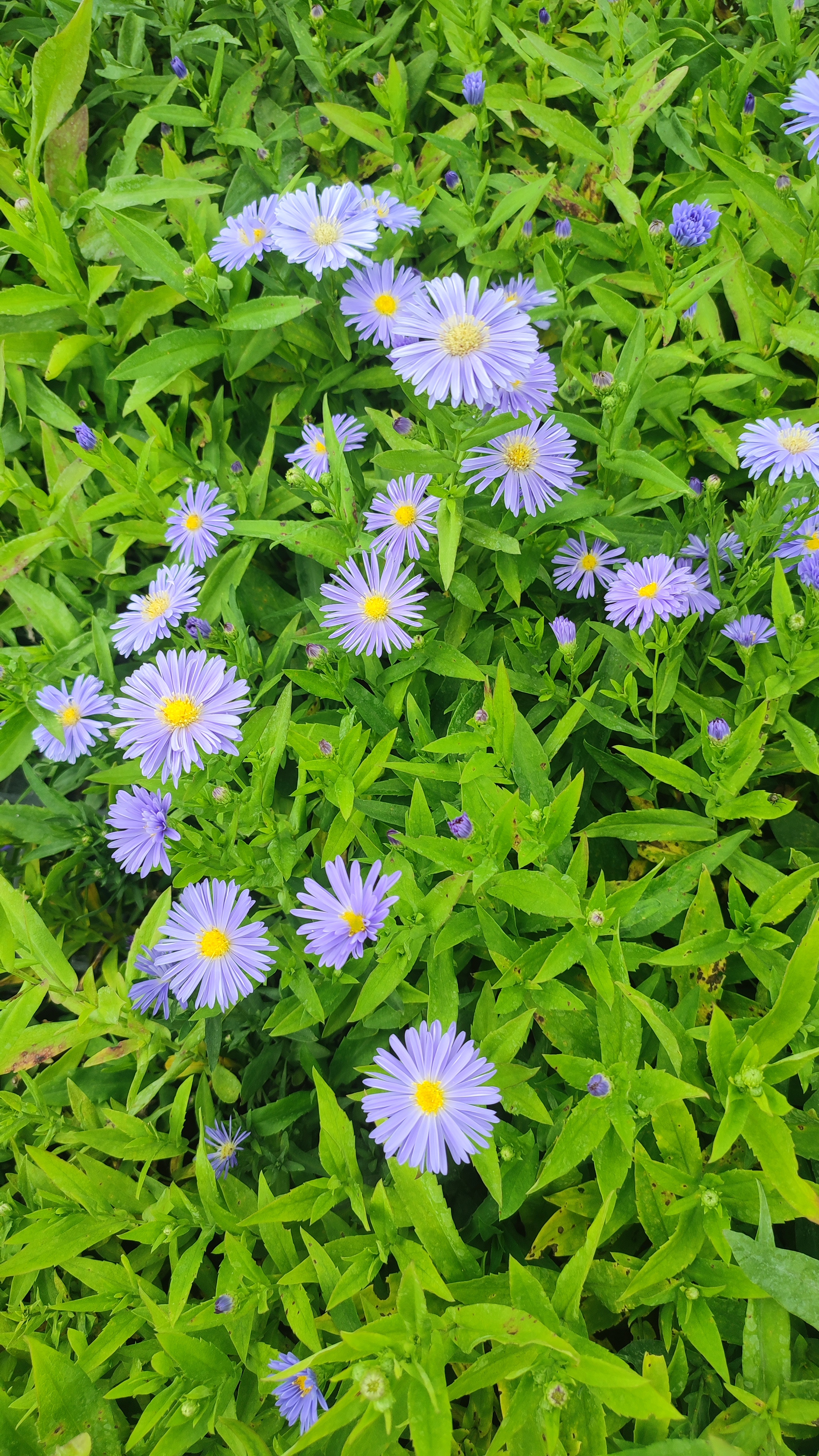 Aster novi-belgii Marie Ballard