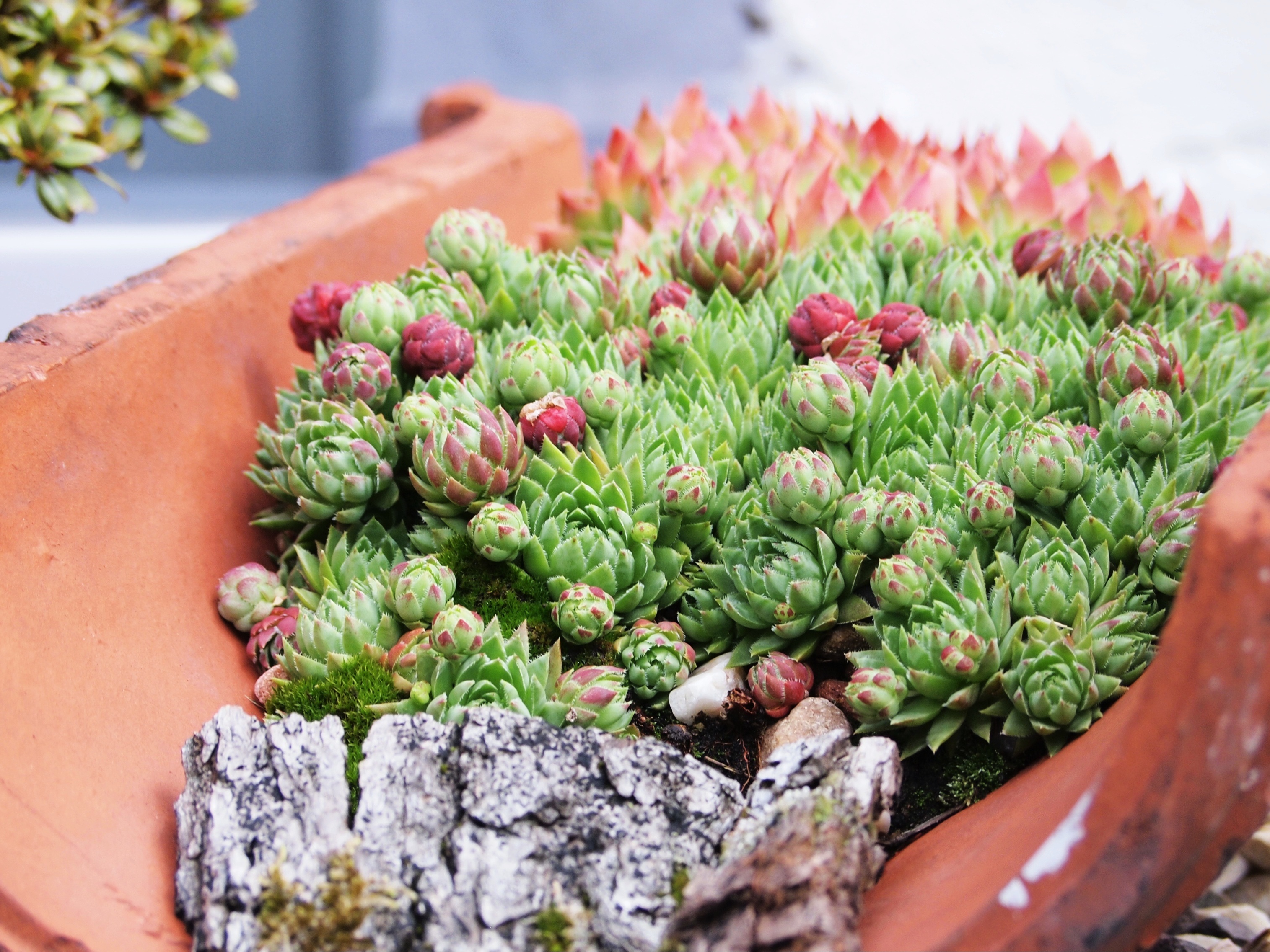 Plantes de terrasse plein soleil : les meilleures variétés pour Toulouse