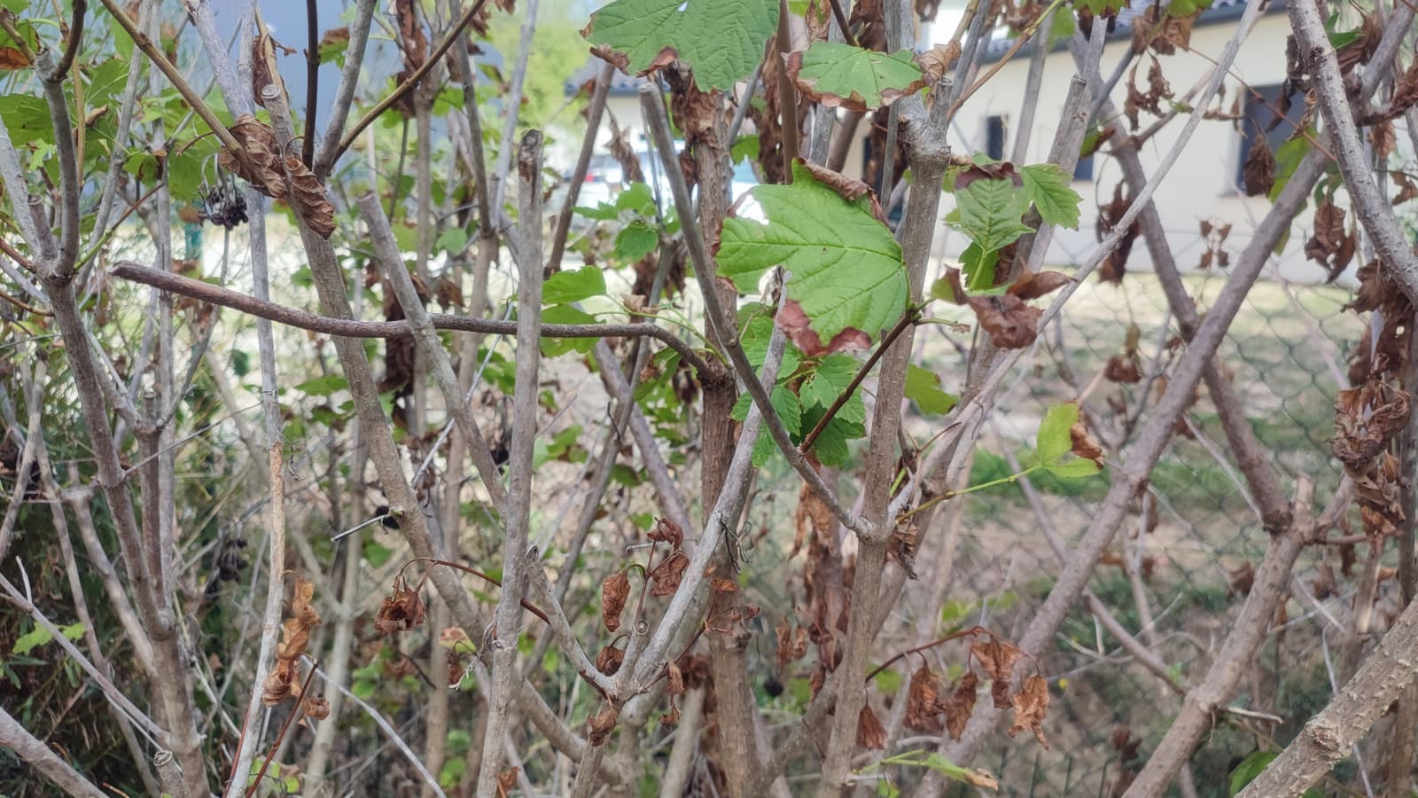 Viburnum-opulus