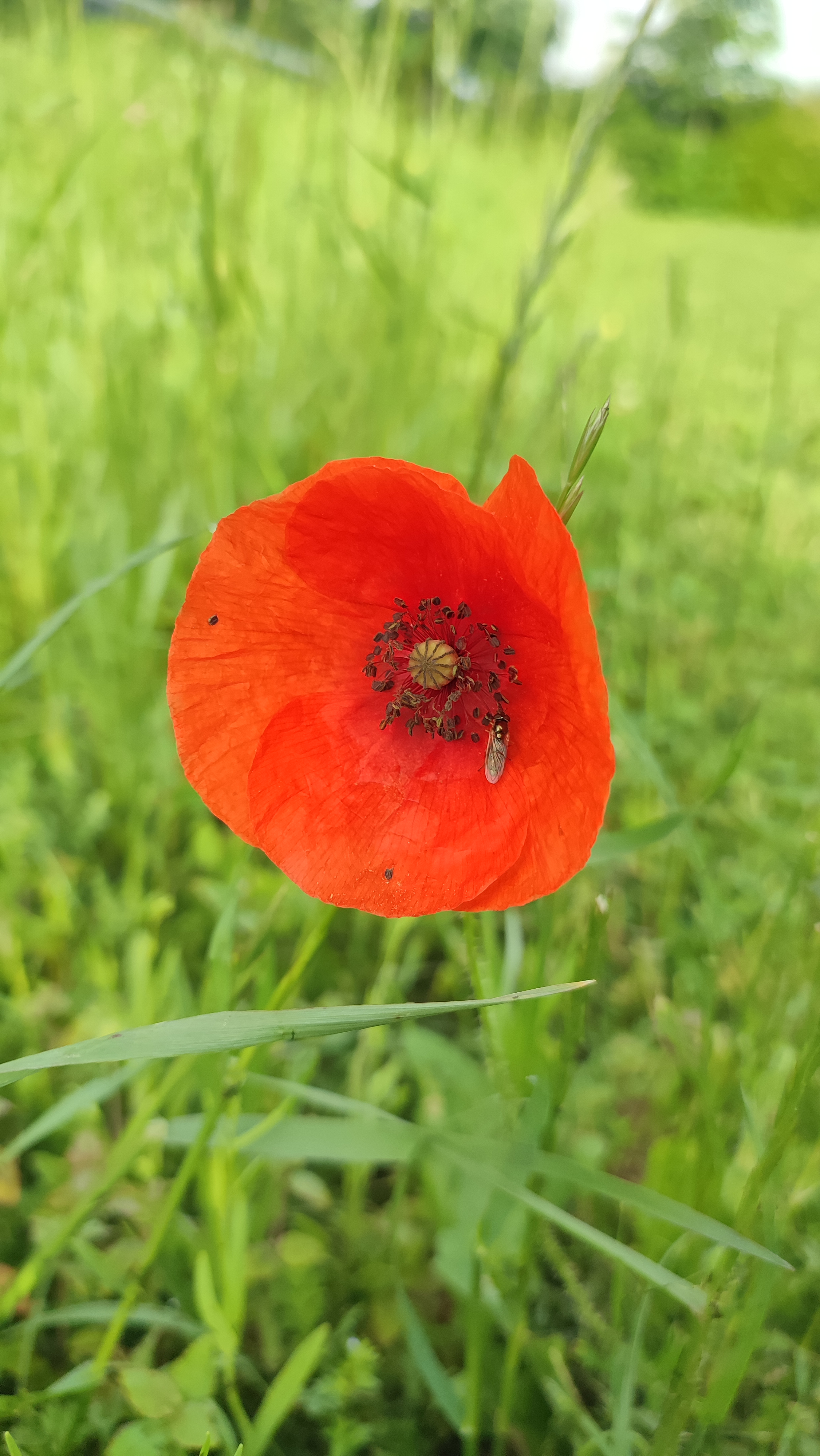 Coquelicot prairie