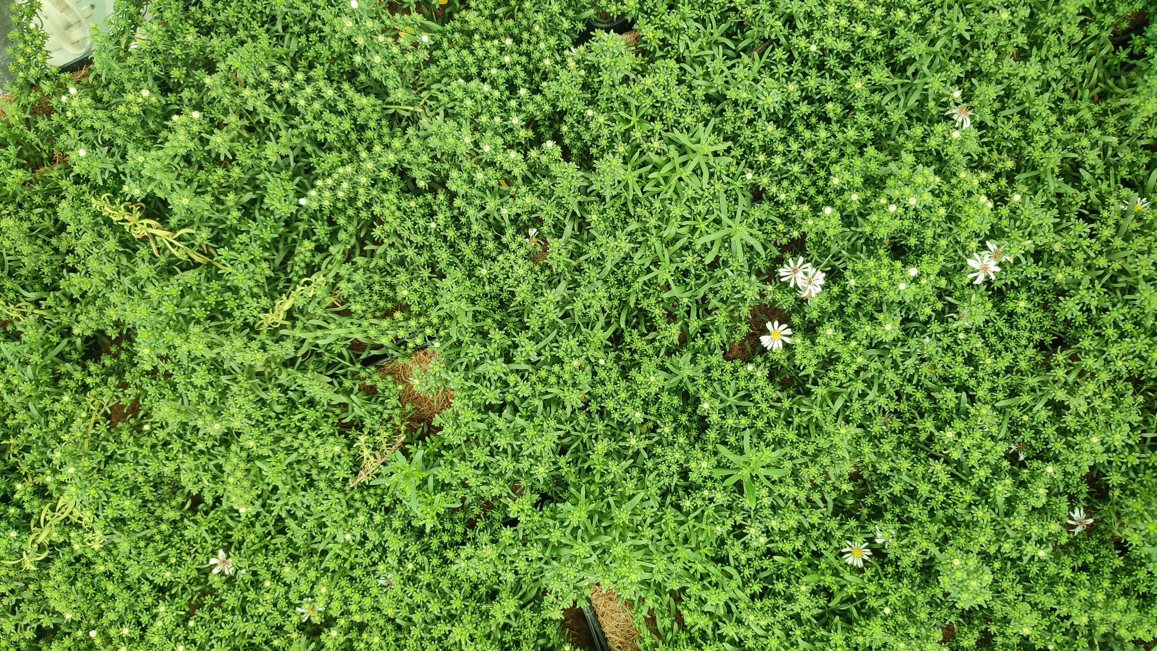 Aster ericoides Prostratum