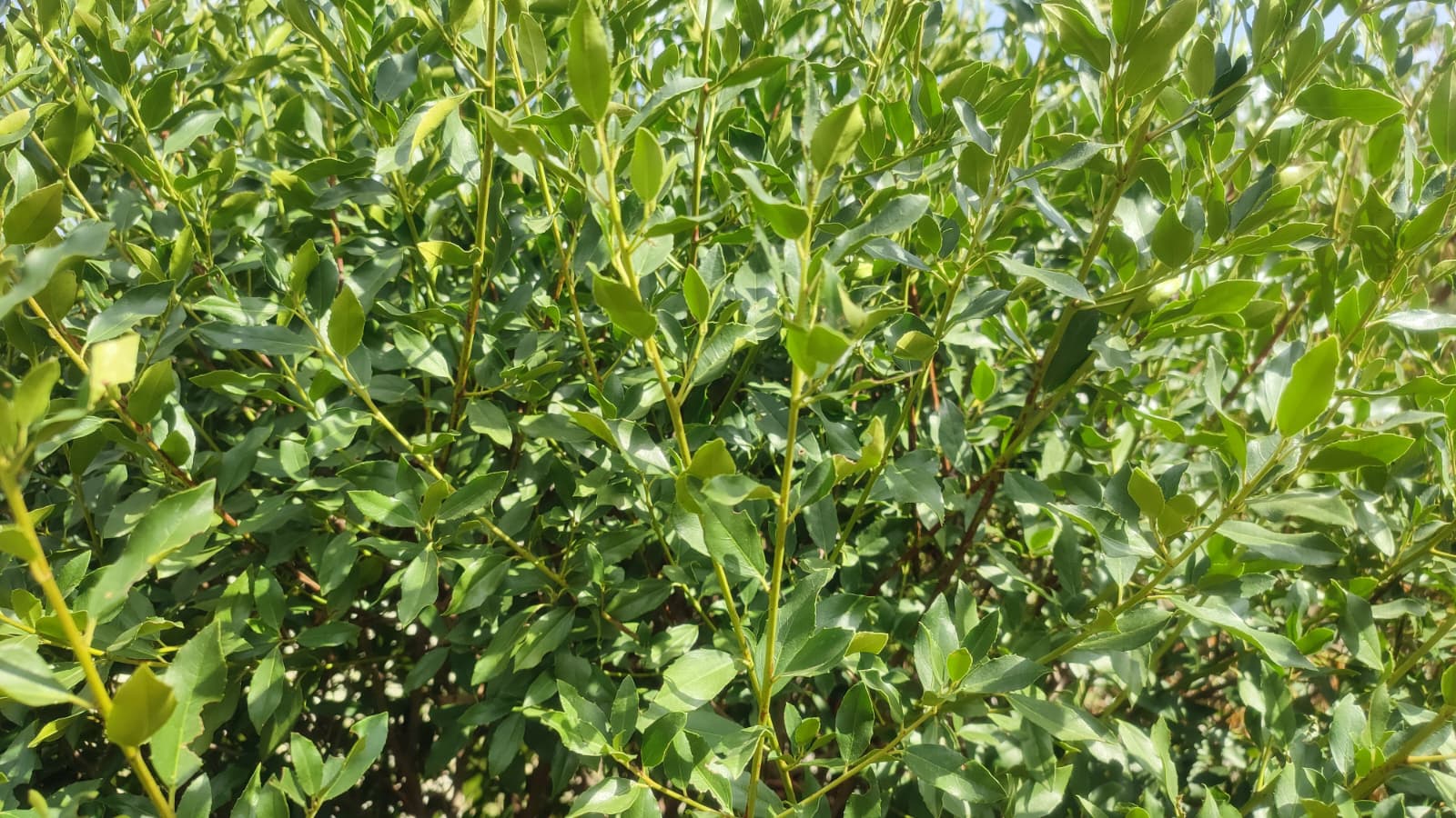 Rhamnus-alaternus
