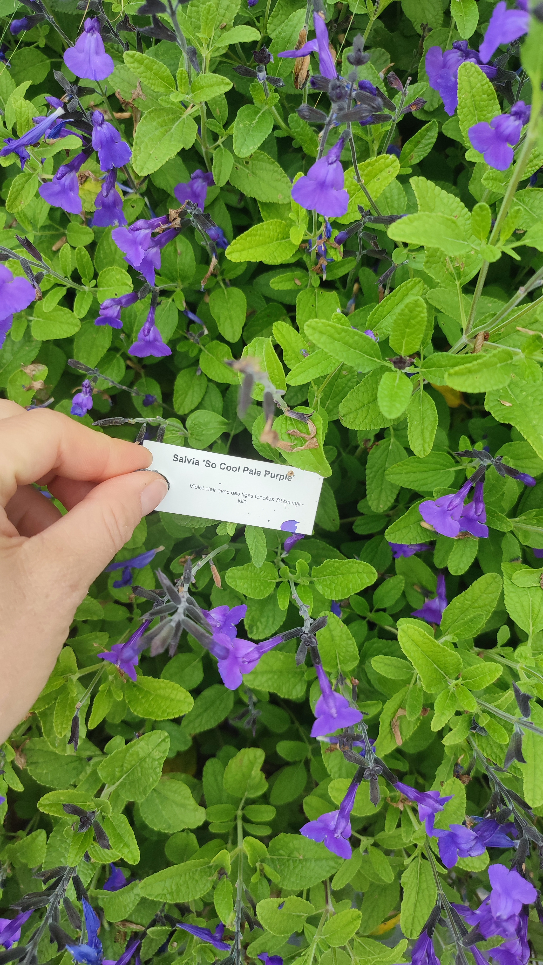 Salvia So Cool Pale Purple